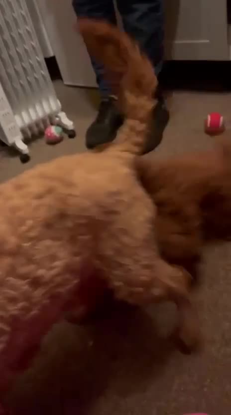 Cavapoo dogs for sale: Cava poo puppies - Video 1