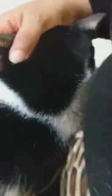 Mixed Breed cats for adoption: Full of cuddles Shakira <3 - Video 1