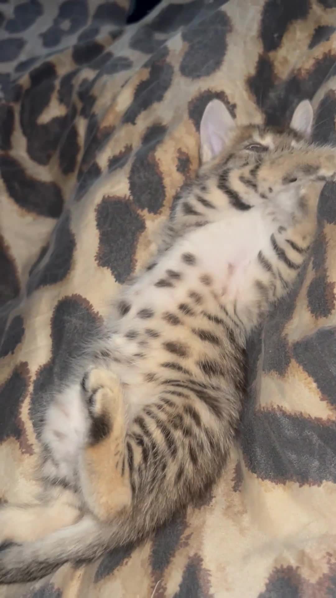 Savannah cats for sale: £700 female only left f3 - Video 1