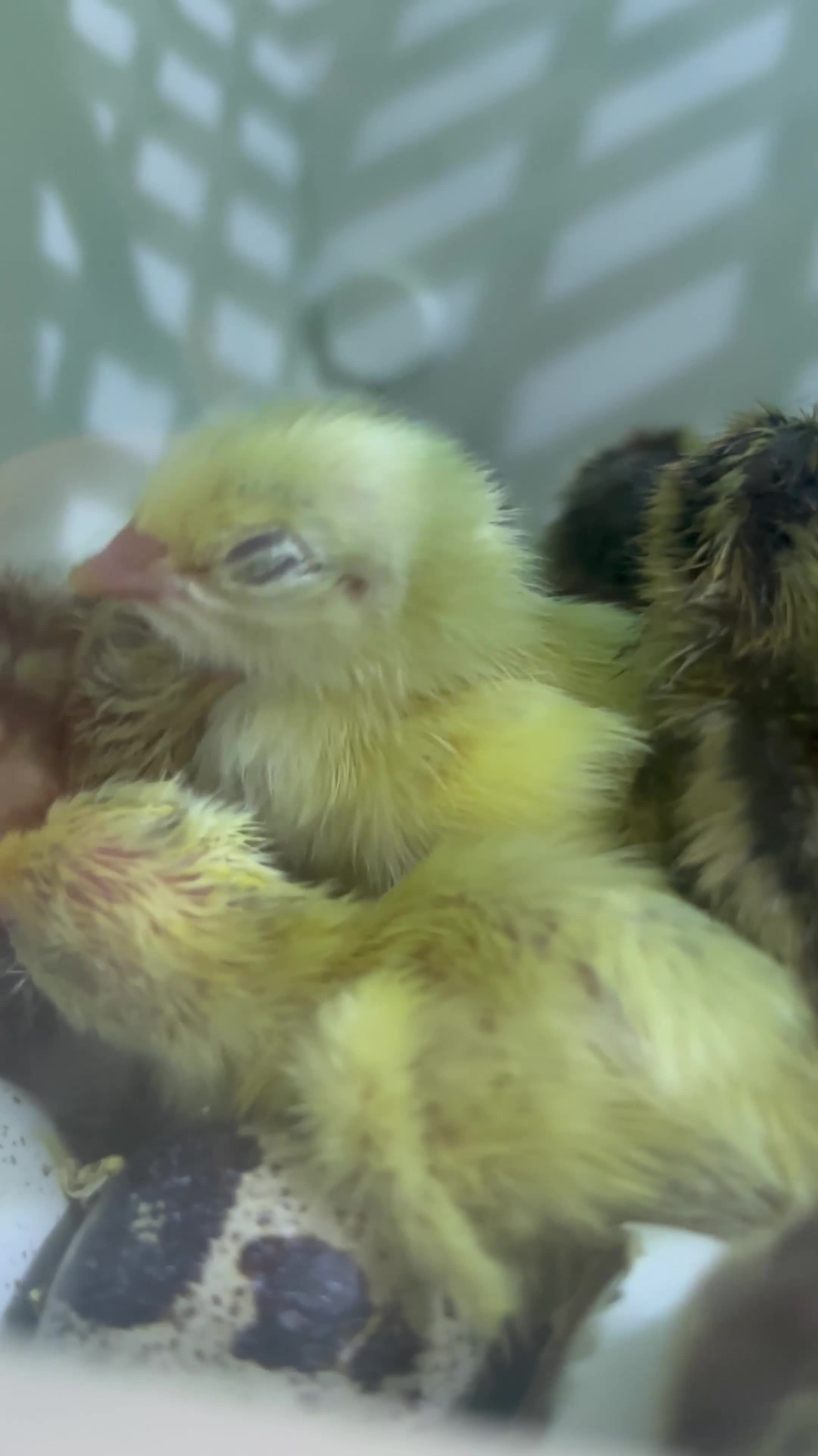 Quail poultry for sale: Always Available - 12 Coturnix Quail Hatching Eggs - Video 1