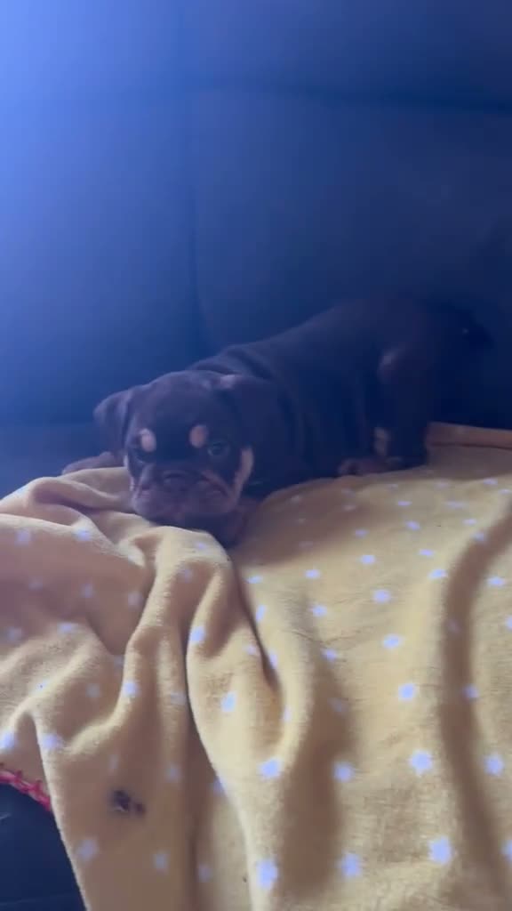 English Bulldog dogs for sale: Last 2 DWKC Registered English Bulldog Girls  - Video 2