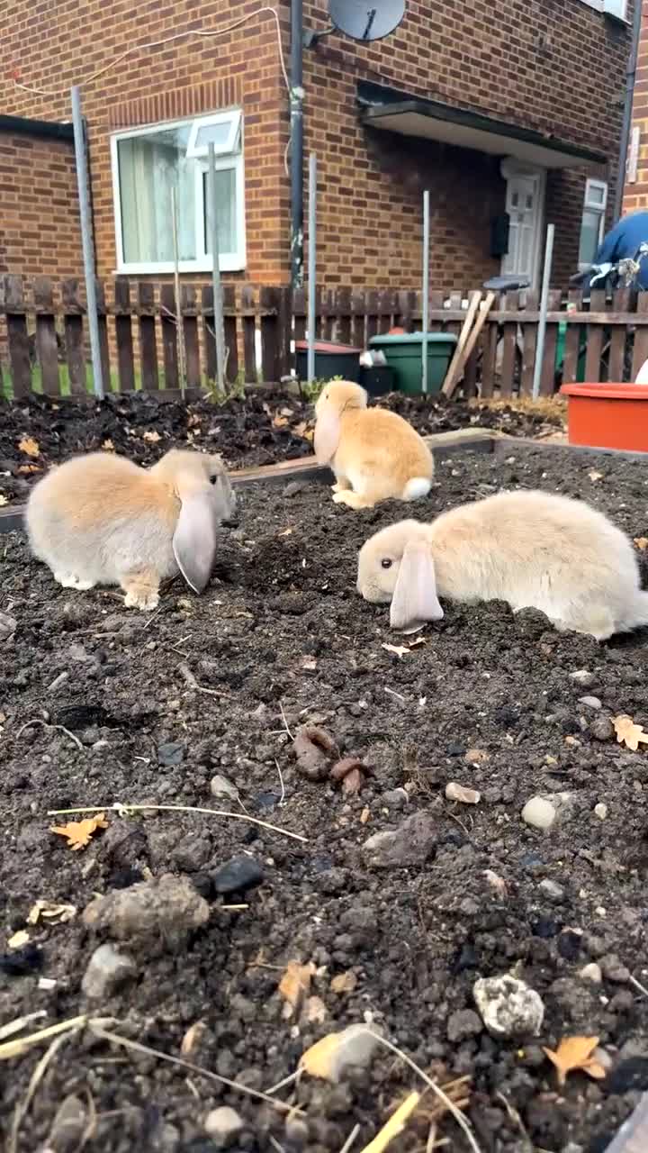 French Lop rabbits for sale: Litter of Giant French Lop Bunnies 🩵🩷 - Video 1