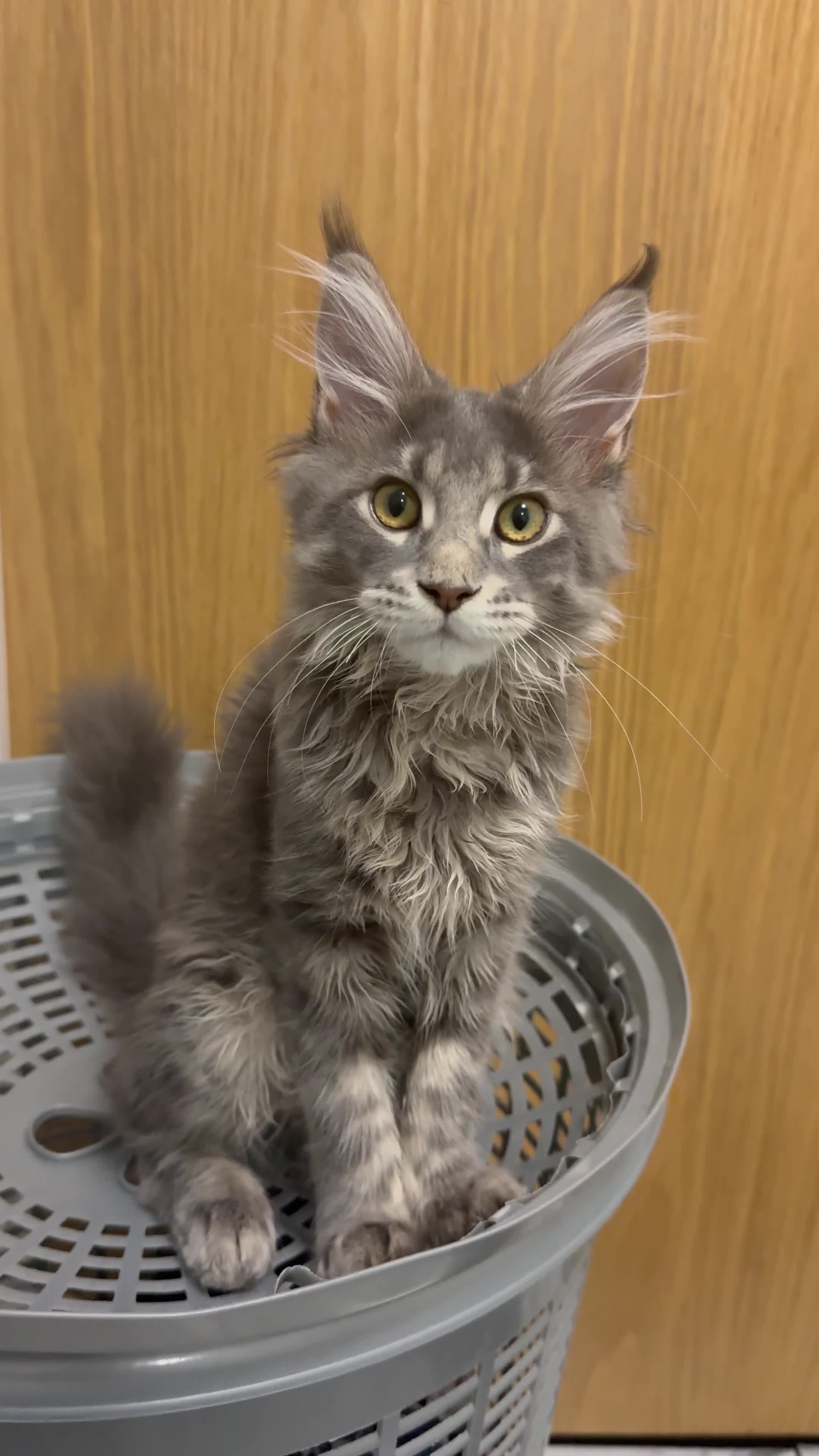 Maine Coon cats for sale: GCCF Registered ACTIVE Blue Maine Coon  - Video 1