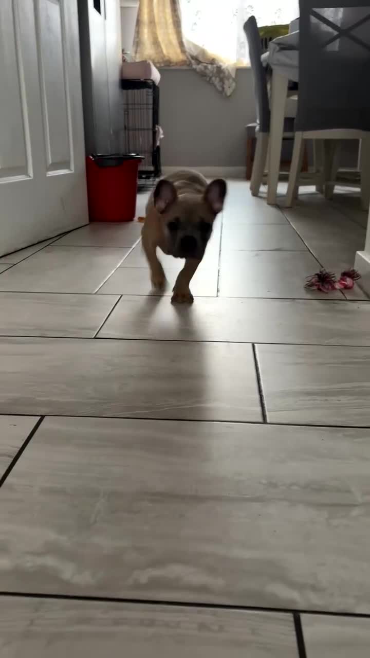 French Bulldog dogs for sale: 13 Weeks French Bulldog Vaccinated & Microchipped - Video 1