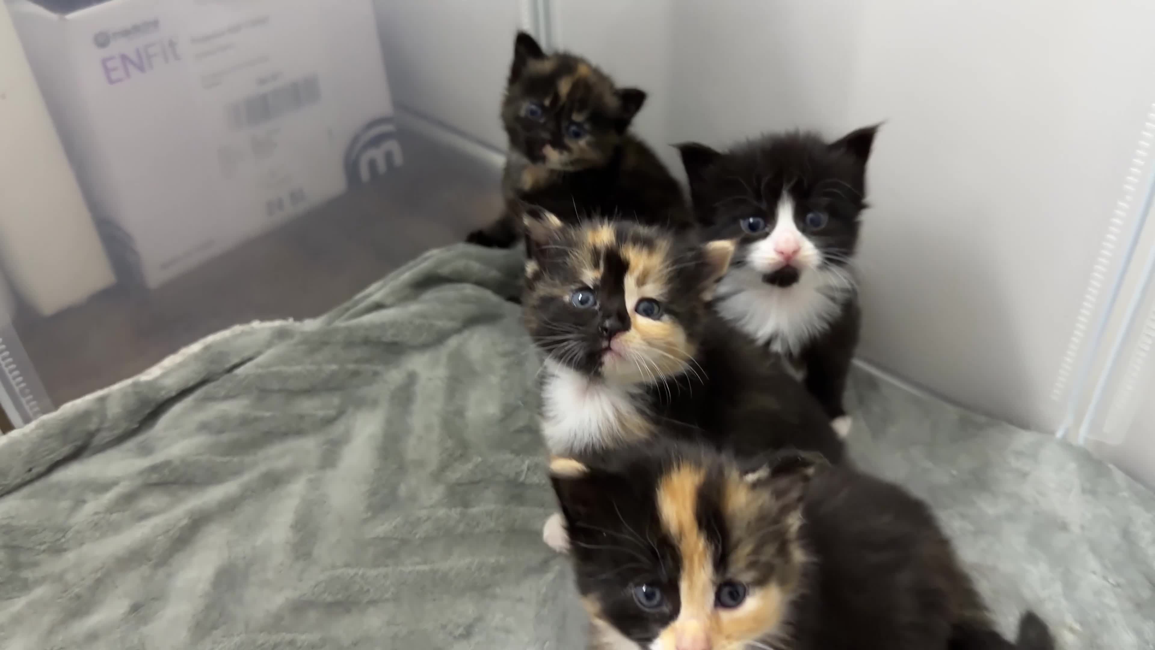 Mixed Breed cats for sale: Beautiful Kittens for Sale – Ready Soon 🐾 - Video 2