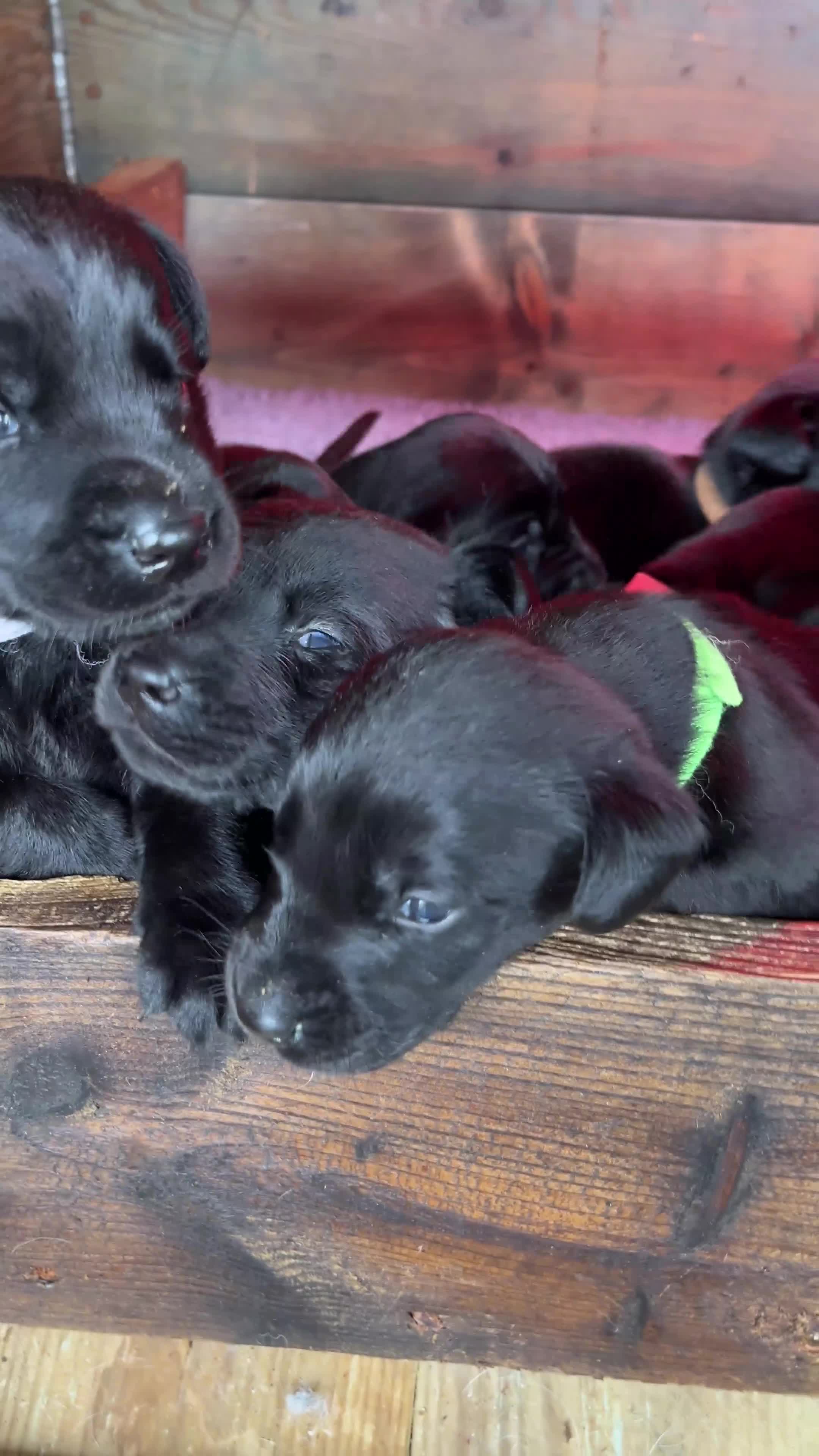 Labrador Retriever dogs for sale: Labrador puppies in Carlisle - Video 1