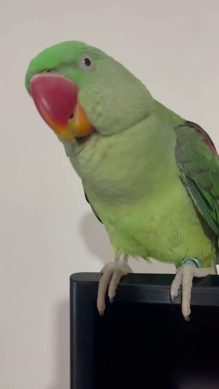 Parrots birds for sale: Alexandrian Parrot for Sale in Warminster - Video 1