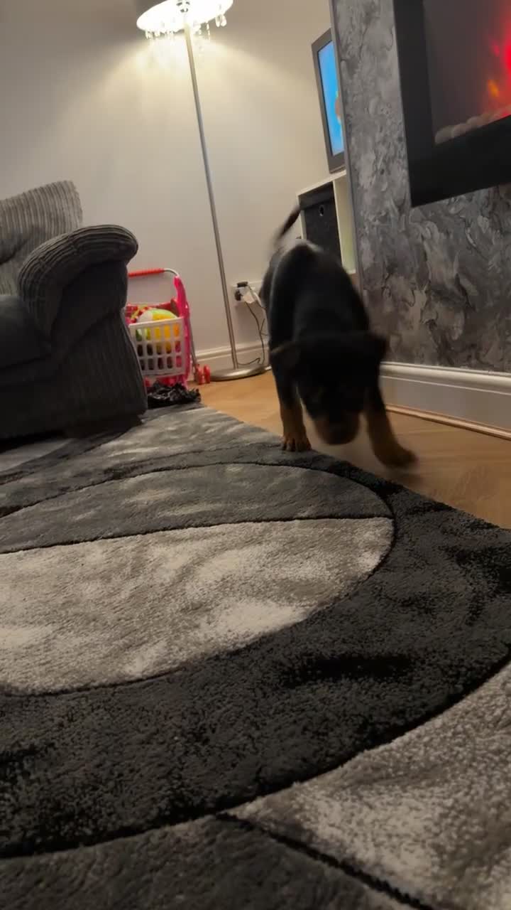 Rottweiler dogs for sale: 16 week old Rottweiler for sale  - Video 1