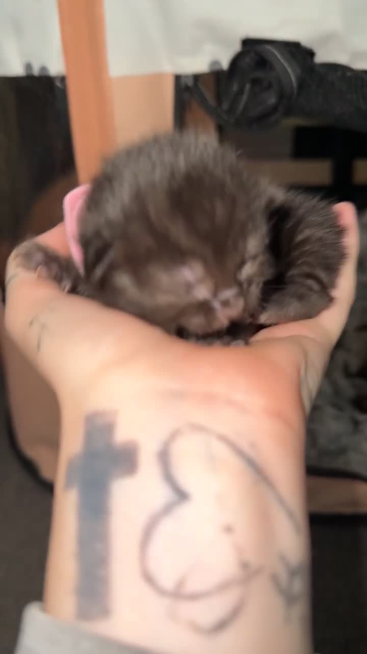 Mixed Breed cats for sale: 5 Tortoise shell kittens - Video 5