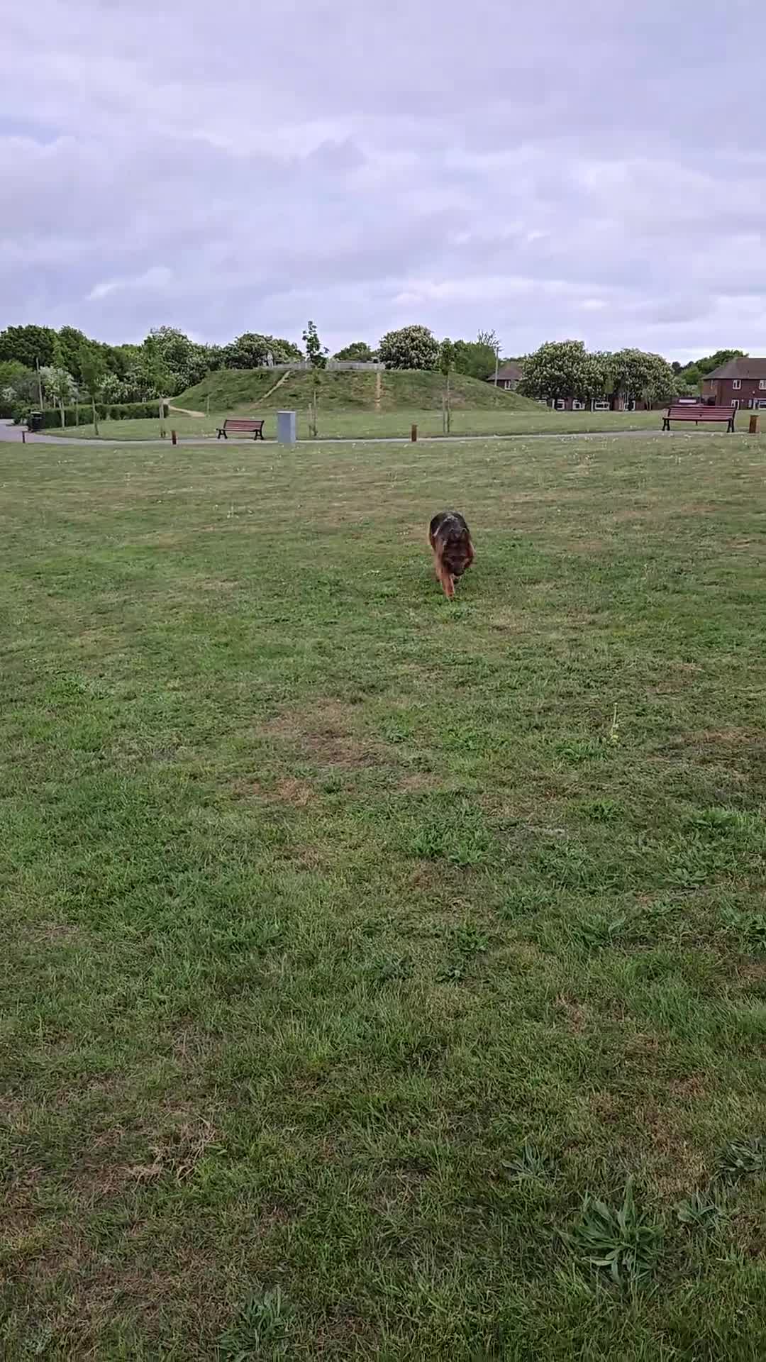 German Shepherd dogs for sale: 4 years and a half quality GSD female for sale - Video 1