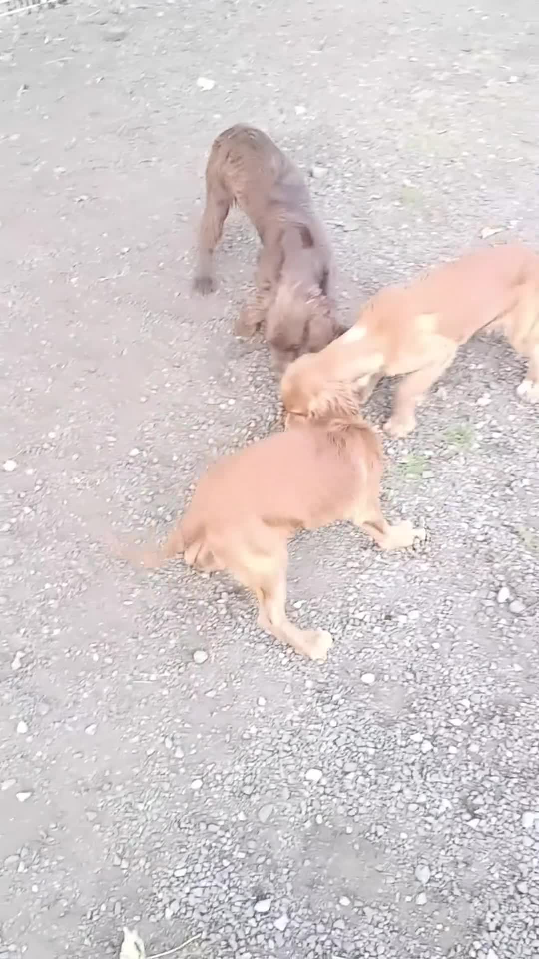 Cocker Spaniel dogs for sale: STUNNING WCS PUPS  - Video 1