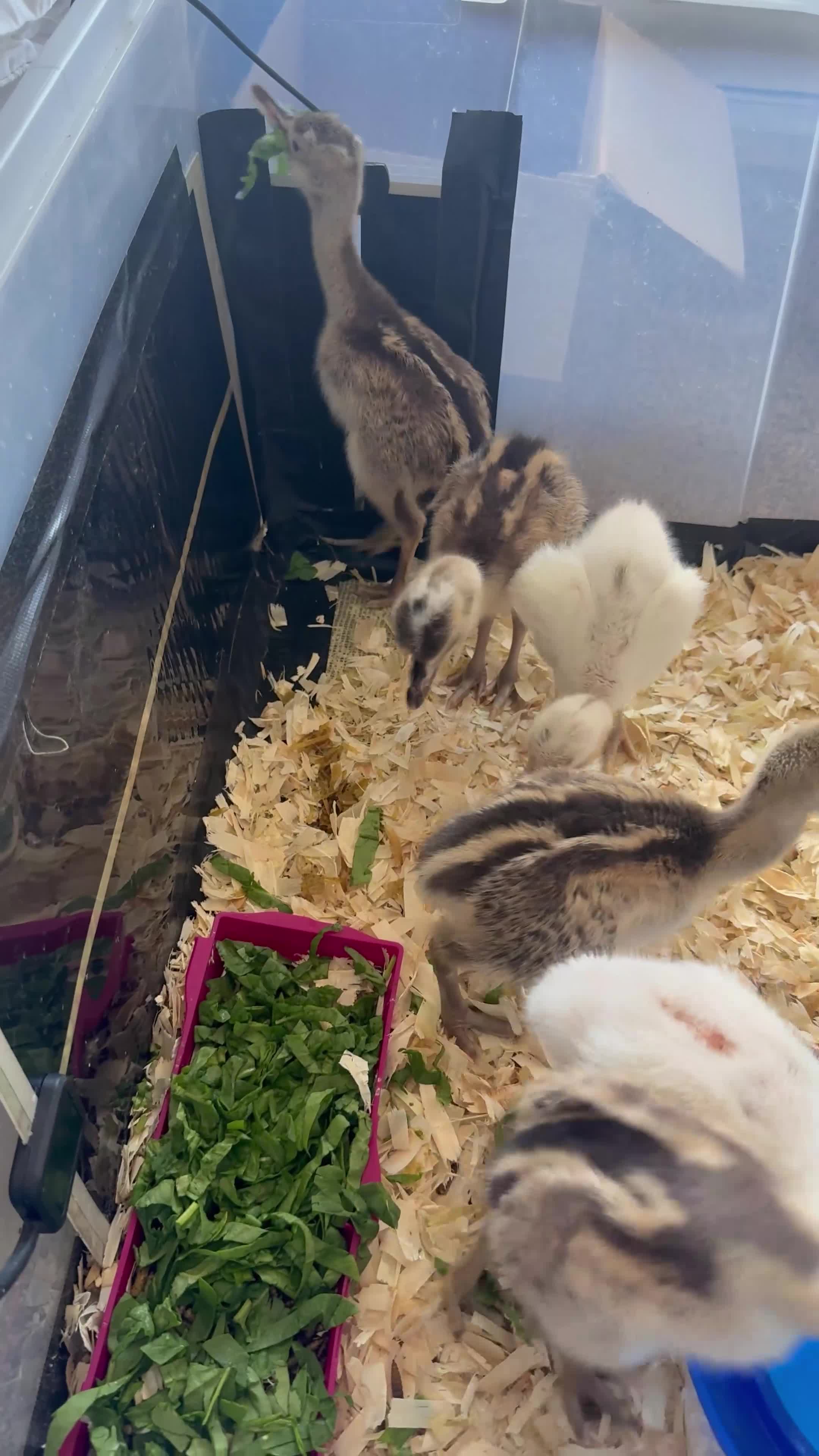 Emus poultry for sale: White & Grey Rhea Bird Chicks - Video 1