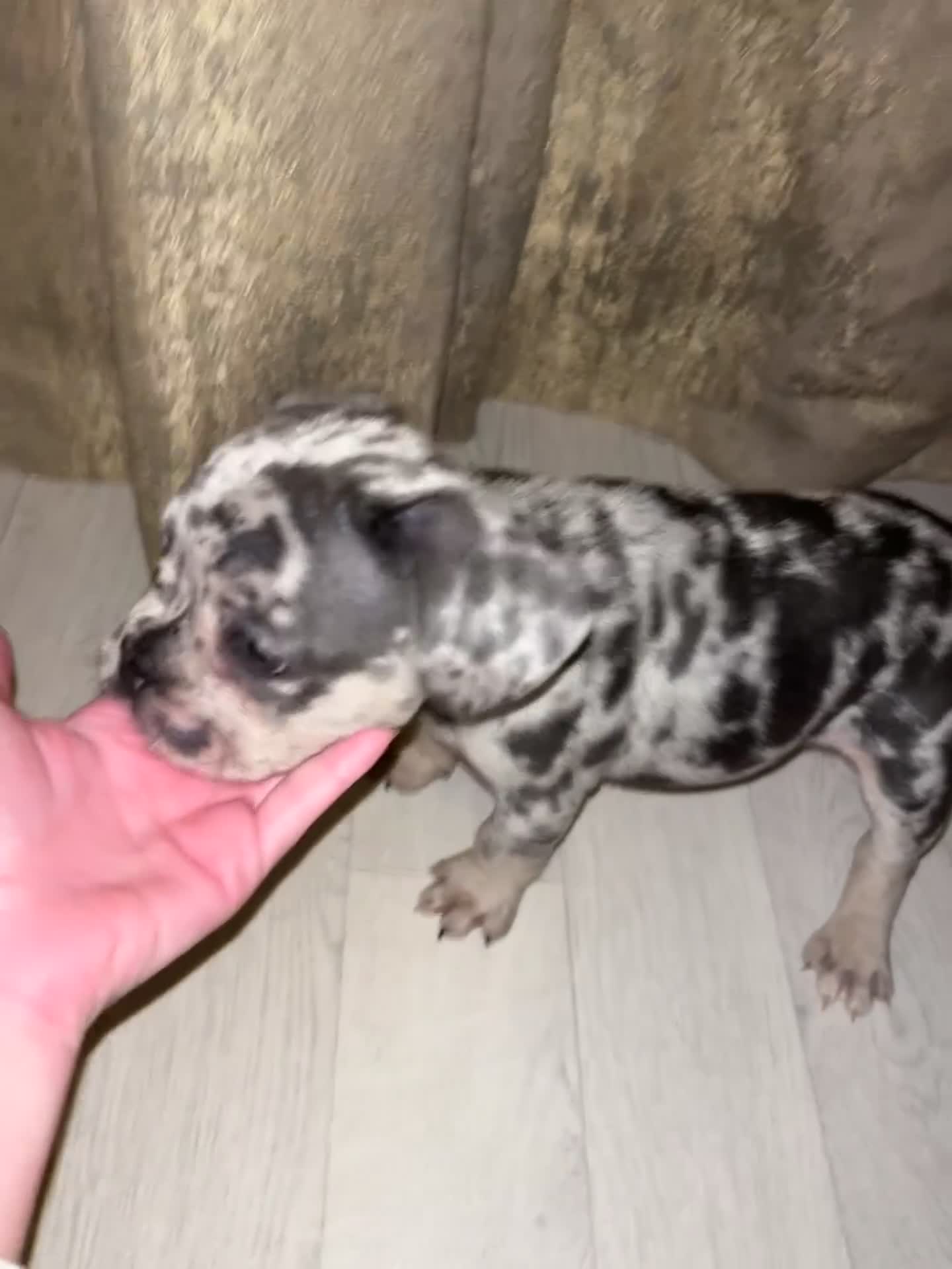 French Bulldog dogs for sale: READY NOW French bulldog pups REDUCED - Video 3