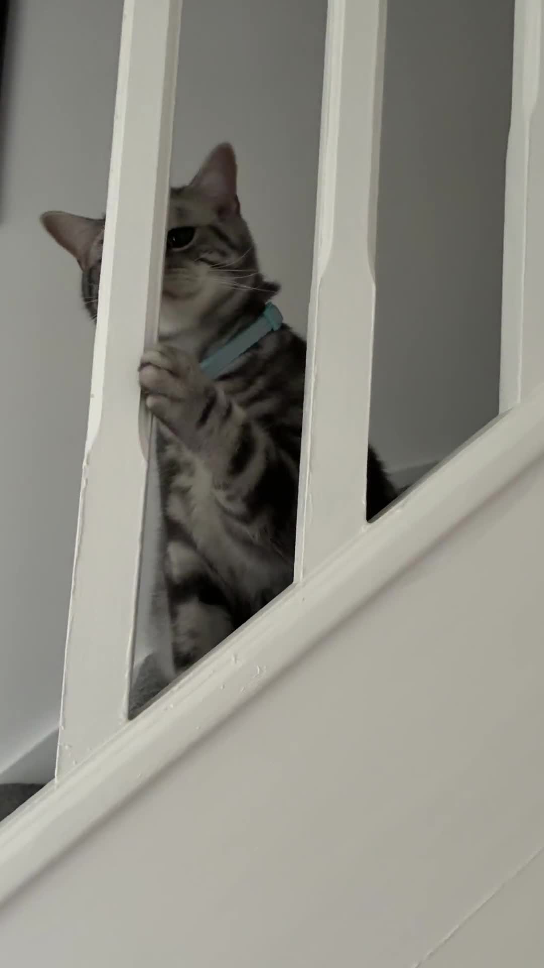 British Shorthair cats for sale: British Shorthair Silver Tabby Pair  in Wakefield - Video 1