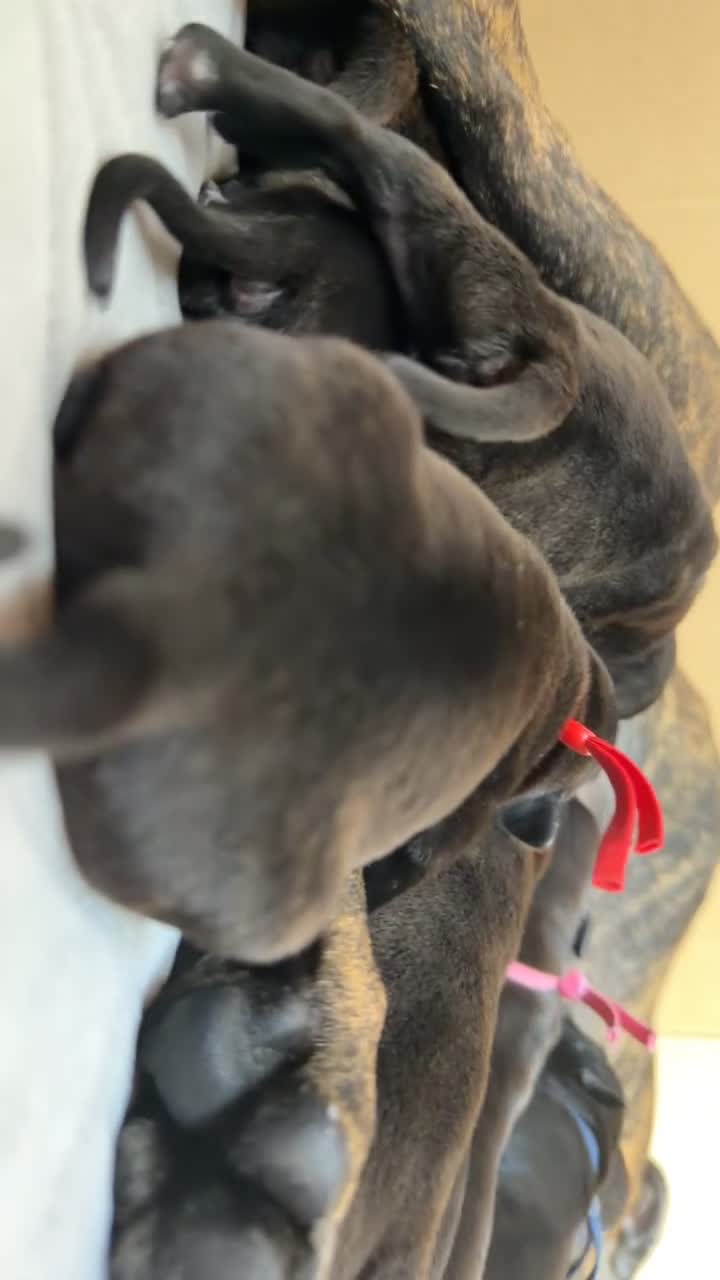 Staffordshire Bull Terrier dogs for sale: 10 Gorgeous Brindle Pups  - Video 1