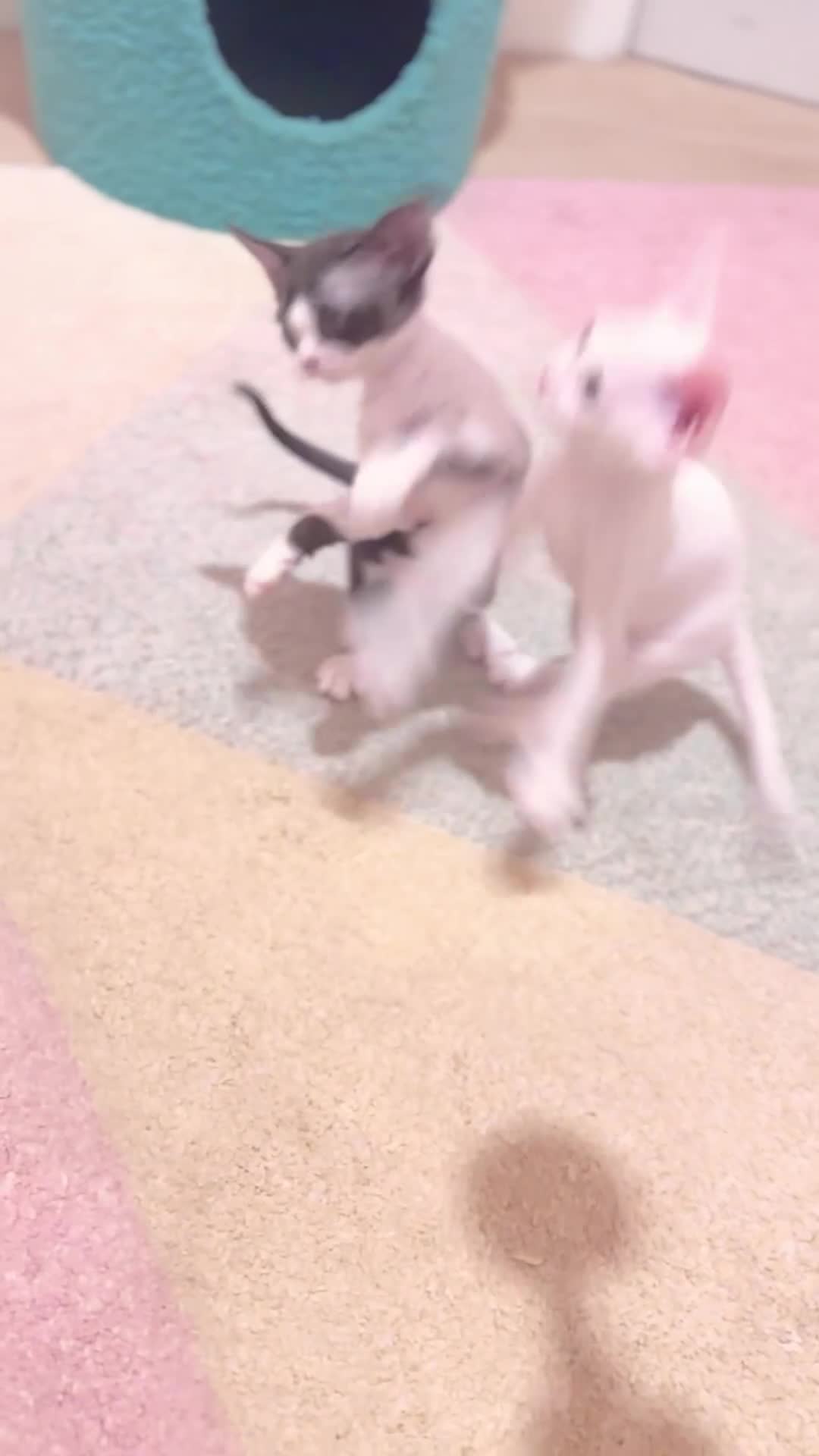 Devon Rex cats for sale: Beautiful Devon Rex kittens ❤️❤️❤️ - Video 1