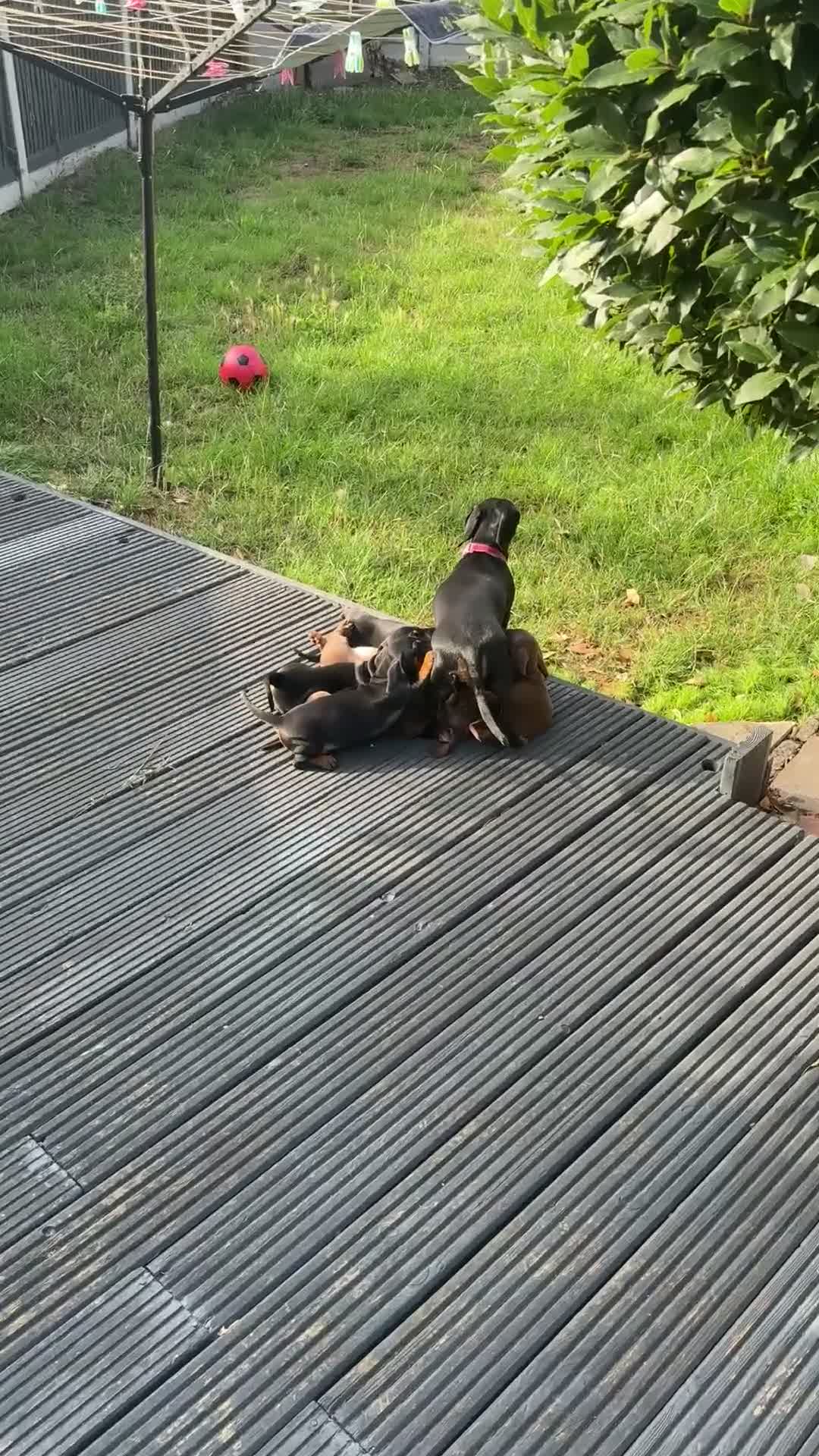 Dachshund dogs for sale: DACHSHUND PUPPY’S - Video 1