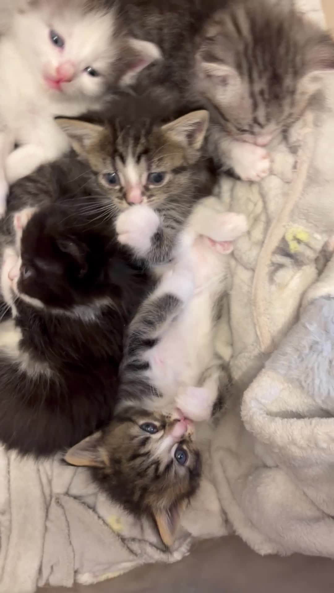 Perdoll cats for sale: Beautiful perdolls ready ❤️ (Reduced) 200 - Video 1