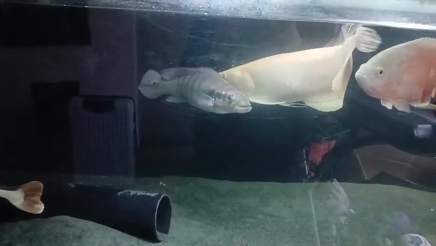 Other/Mixed Breed fish for sale: Albino arowana, redtail catfish, oscars, and more - Video 1