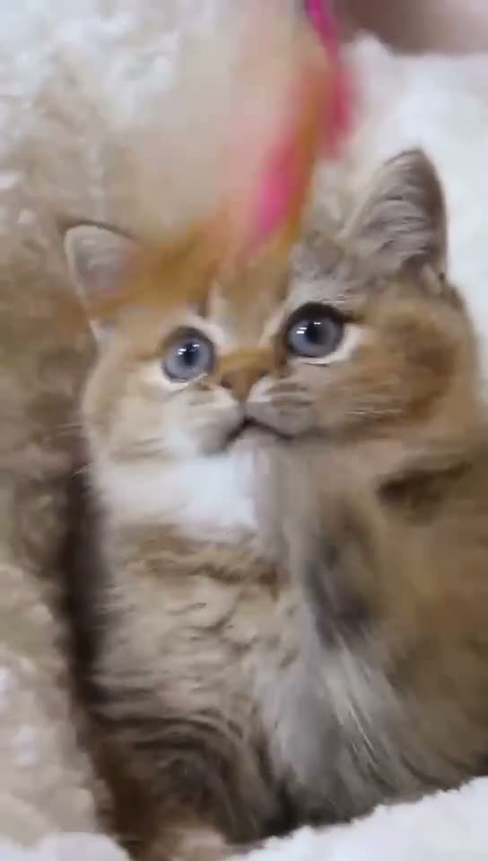 British Shorthair cats for sale: Super cute and pedigree British shorthair - Video 2