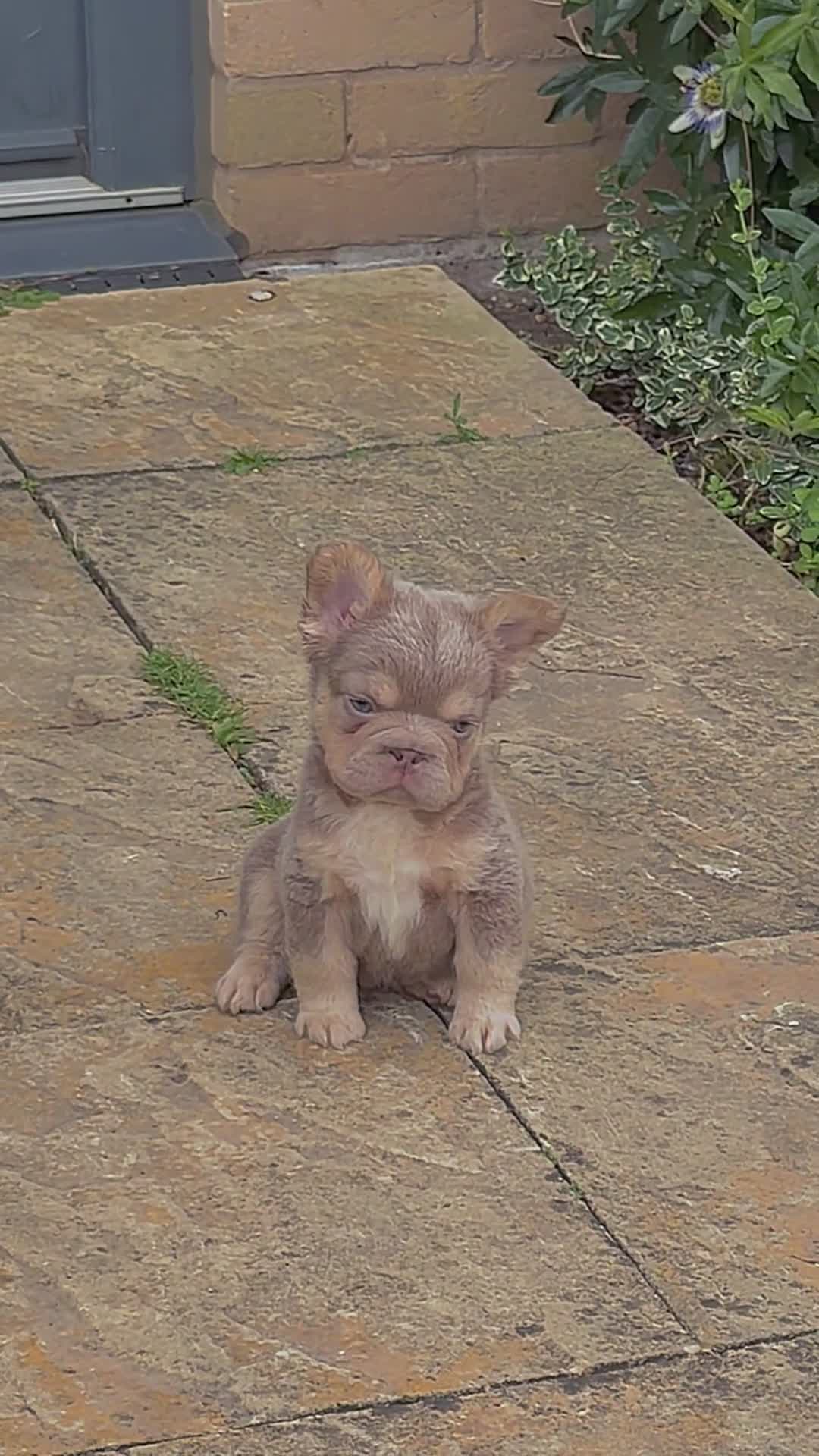 French Bulldog dogs for sale: STUNNING FLUFFY FRENCH BULLDOGS  in Cambridge - Video 1