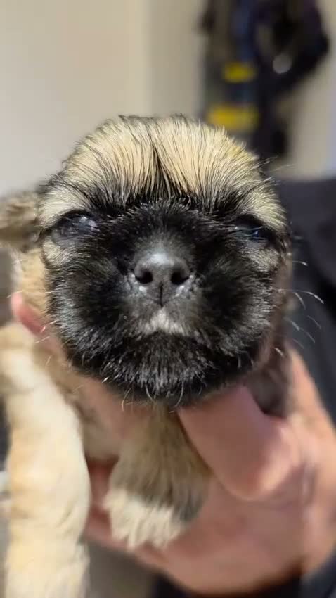 Shih Tzu dogs for sale: 🐶🐾 7 PUPPIES AVAILABLE, PLEASE SEE VIDEOS 🐾🐶 - Video 1