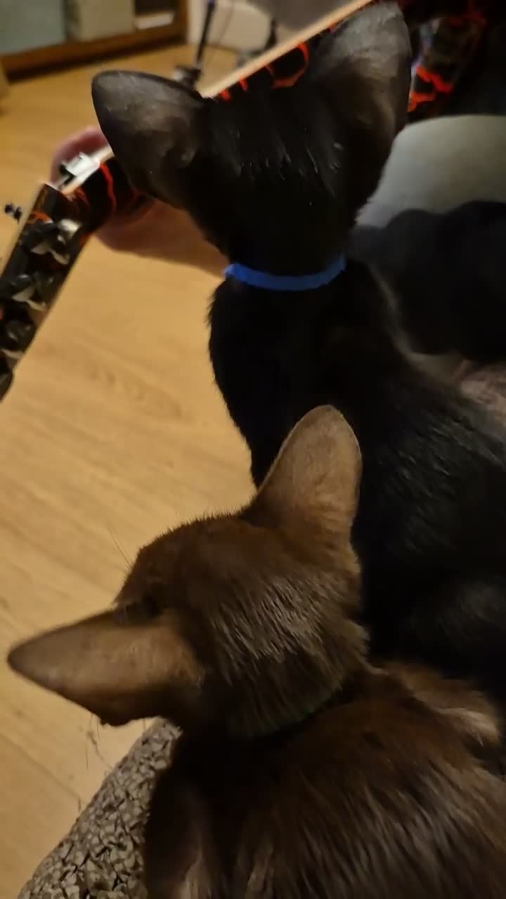 Oriental cats for sale: No Expense Spared.  - Video 1