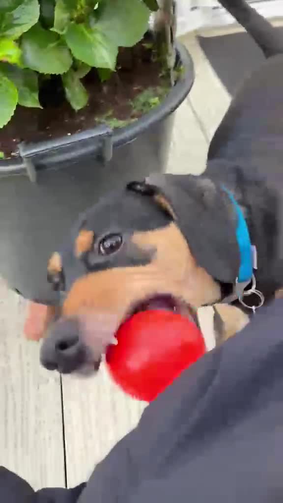 Mixed Breed dogs for adoption: 🌟 CRUZ – 1-YEAR-OLD FEMALE MIXED BREED 🌟 in Southport - Video 1