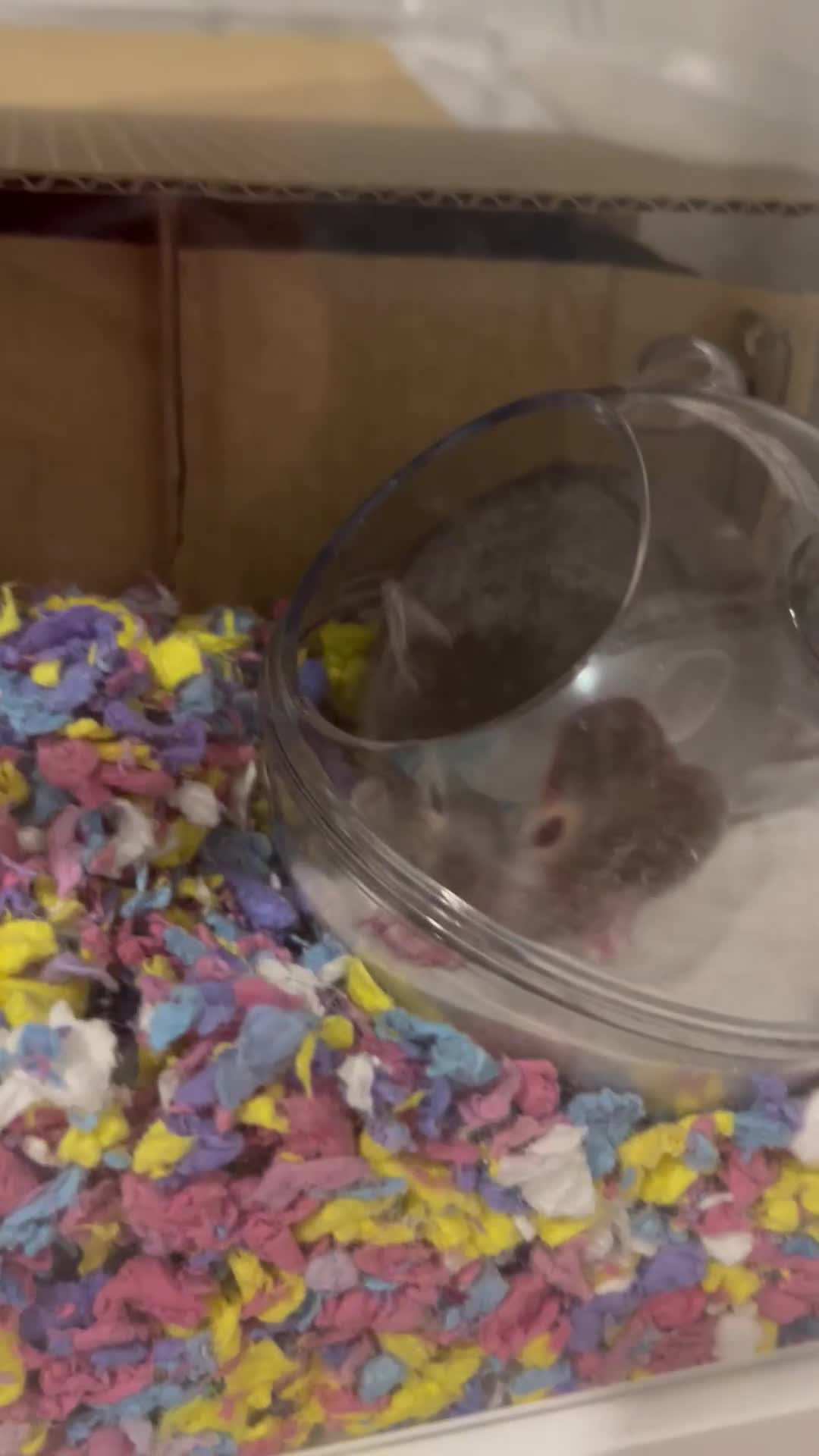 Hamster rodents for sale: Female Syrian hamster - Video 1