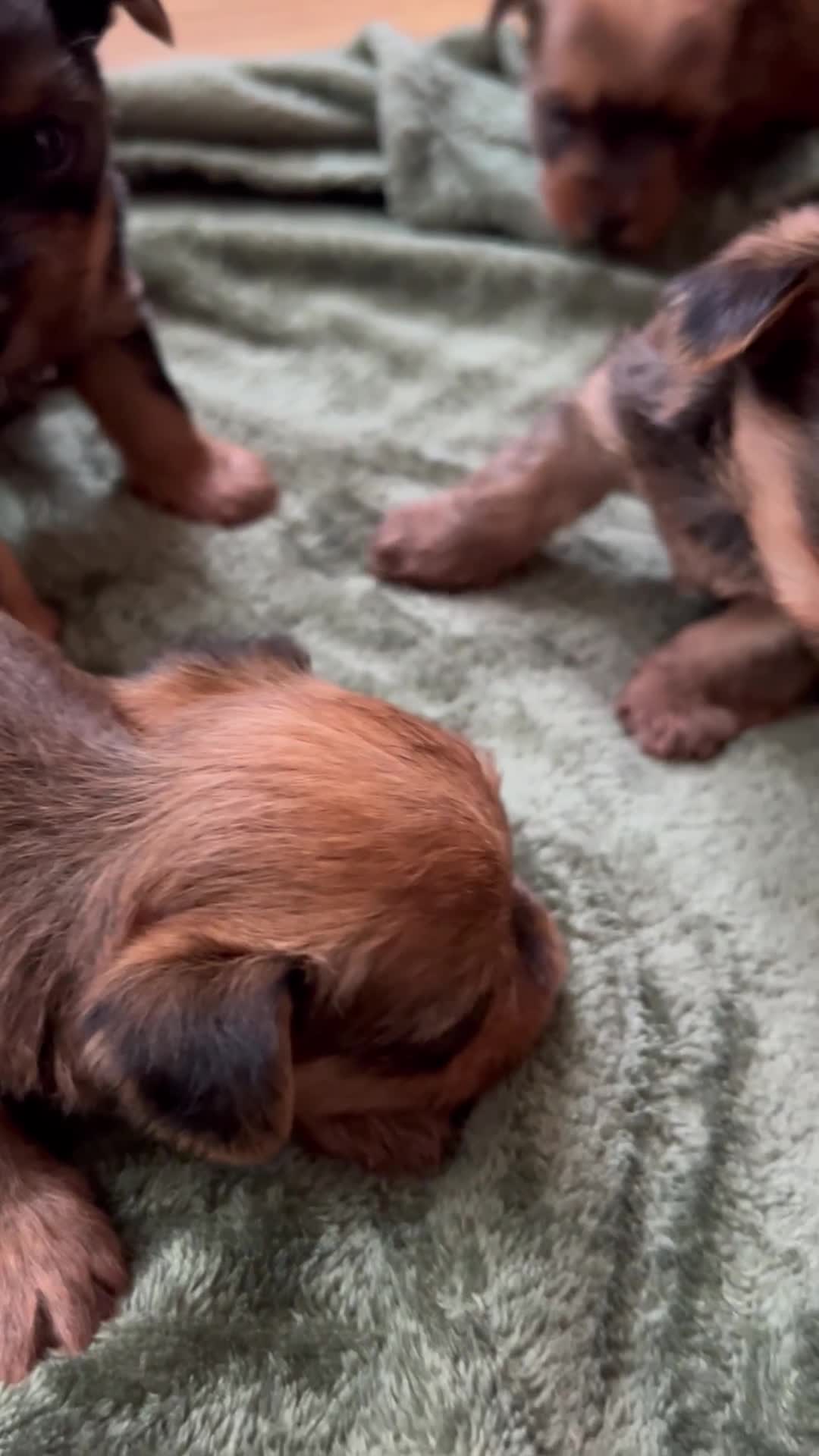 Yorkshire Terrier dogs for sale: Yorkshire terrier mini 1 female 3 male puppies  - Video 1