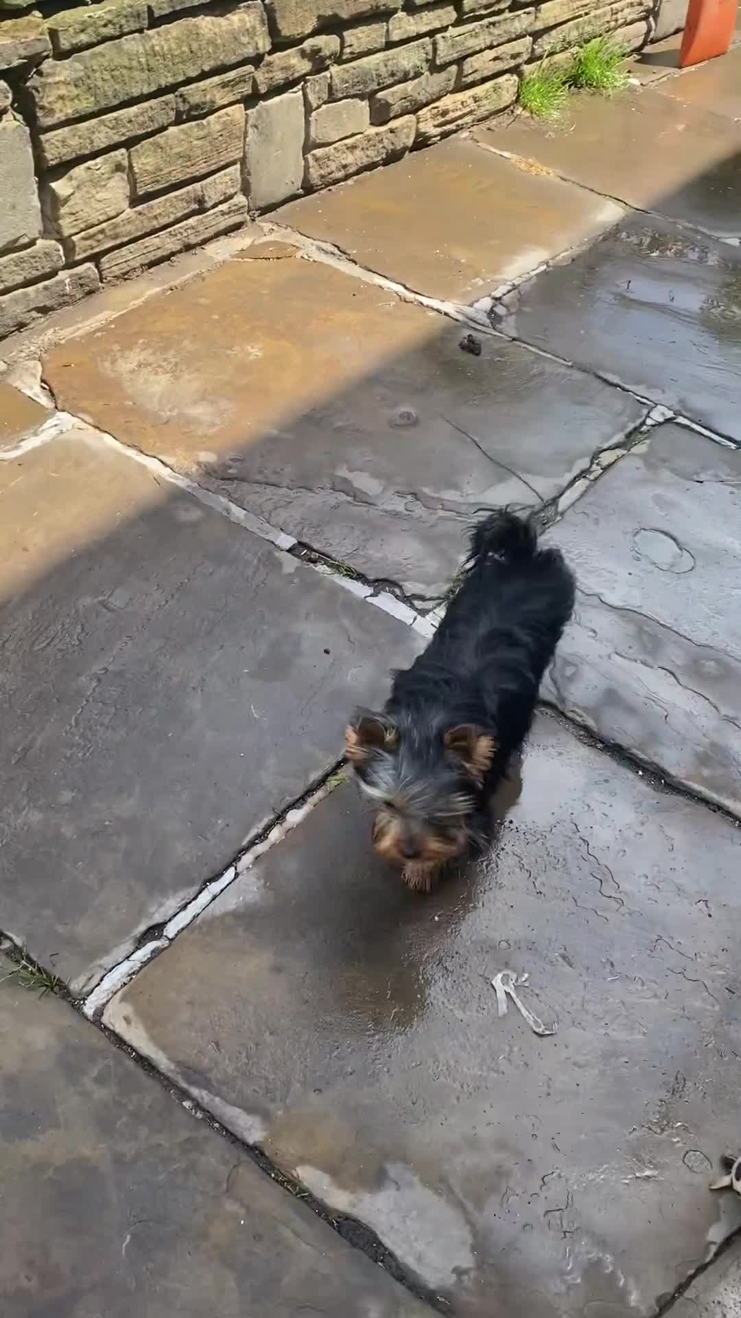 Yorkshire Terrier dogs for sale: GORGEOUS YORKSHIRE TERRIER BOY  in Bradford - Video 1