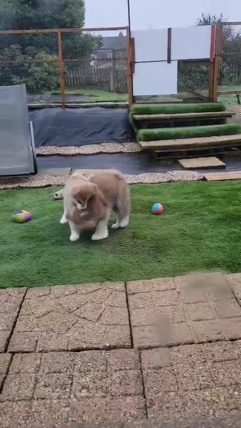 Japanese Akita Inu dogs for sale: RCK Registered Japanese Akita Inu Red Puppy Female - Video 1