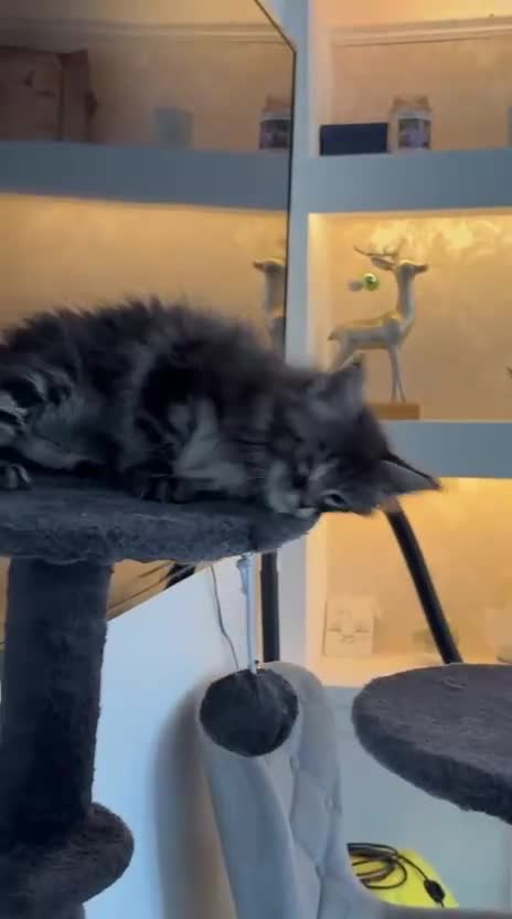 Maine Coon cats for sale: Gorgeous kittens  - Video 1