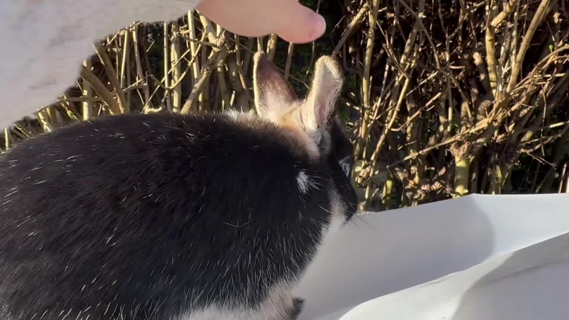 Netherland Dwarf rabbits for sale: Vienna Marked Black Otter Netherland Dwarf Boy - Video 1