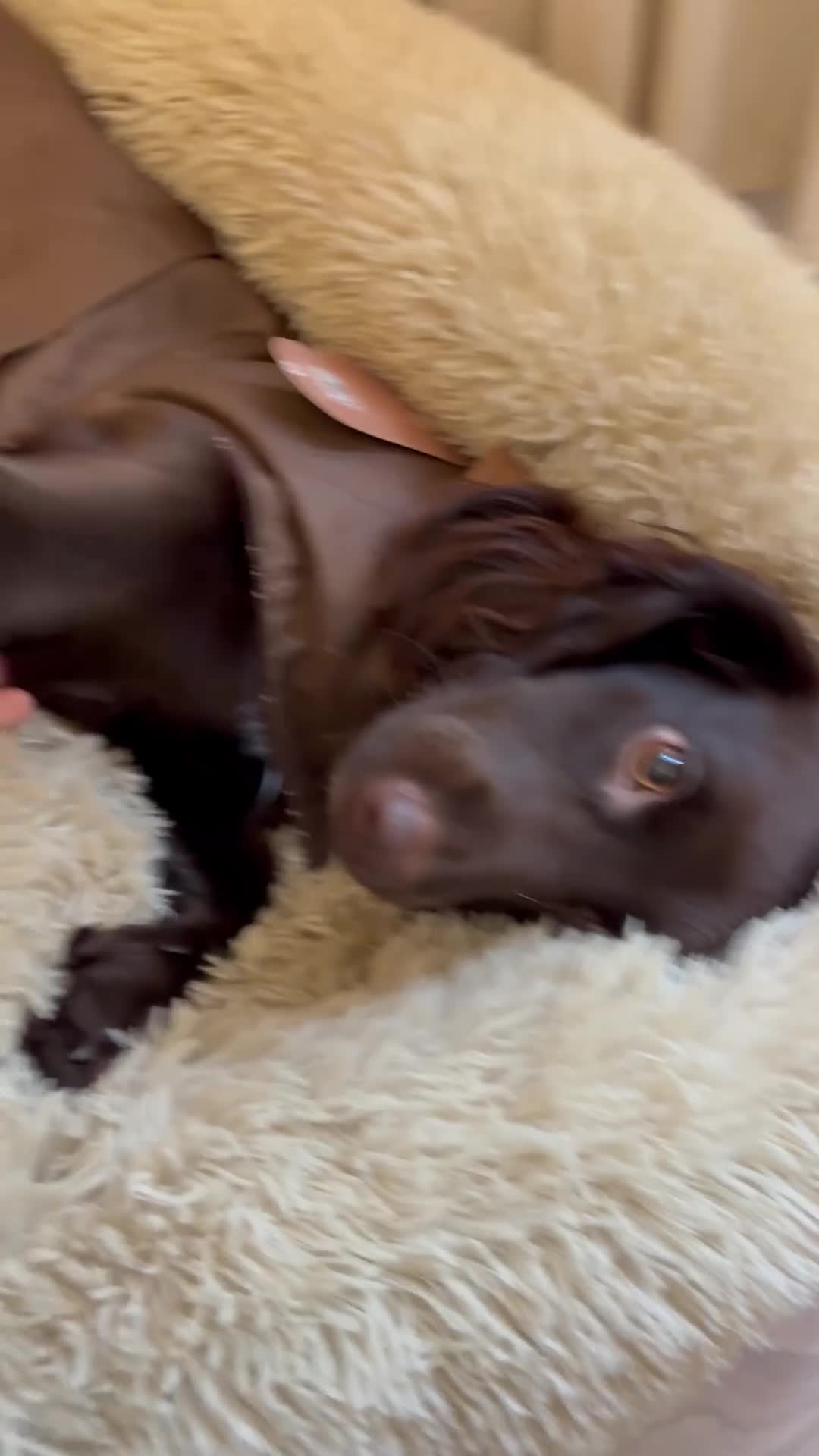 Cocker Spaniel dogs for sale: Cocker spaniel  - Video 1