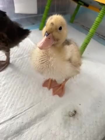 Ducks poultry for sale: Call duck  - Video 1