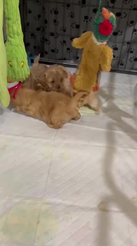 Maltipoo dogs for sale: So adorable and Tiny F1 Korean Maltipoo - Video 2