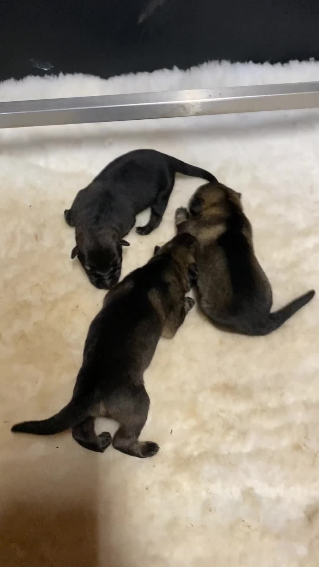 German Shepherd dogs for sale: 🐶Royal Kennel Club Straight Back GSD puppies🐶 in Virginia Water - Video 1