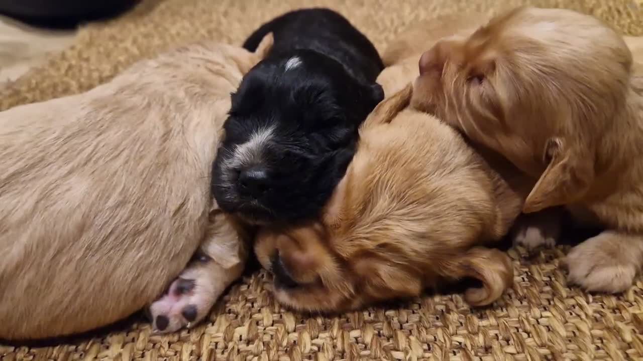 Cocker Spaniel dogs for sale: Adorable Working Cocker spaniel puppies in Rotherham - Video 1