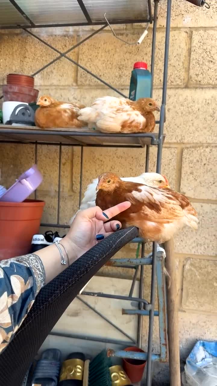 Chickens poultry for sale: 1 male chicken and 3 female  in Slough - Video 4
