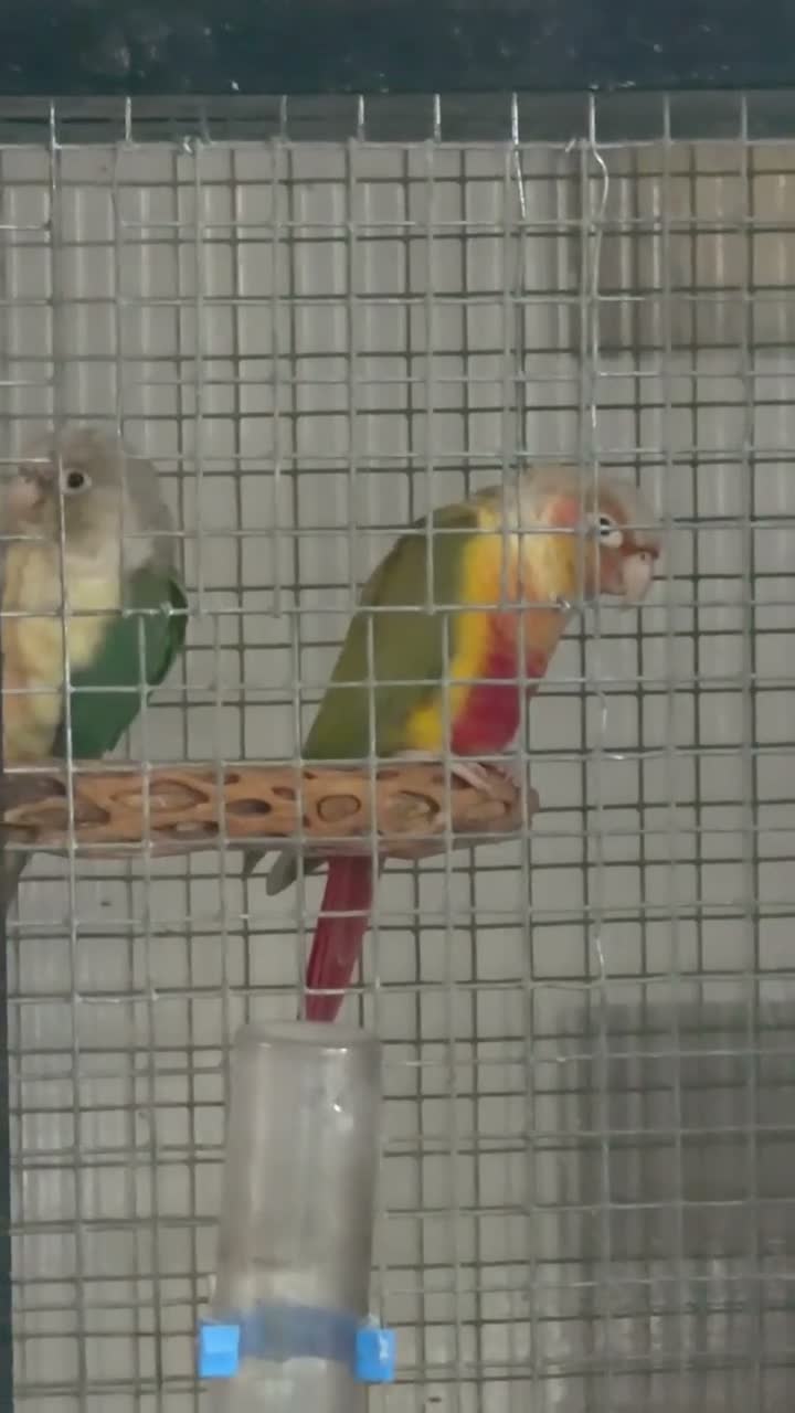 Conures birds for sale: 🦜 Pair of Green-Cheek Conures – Male & Female - Video 1