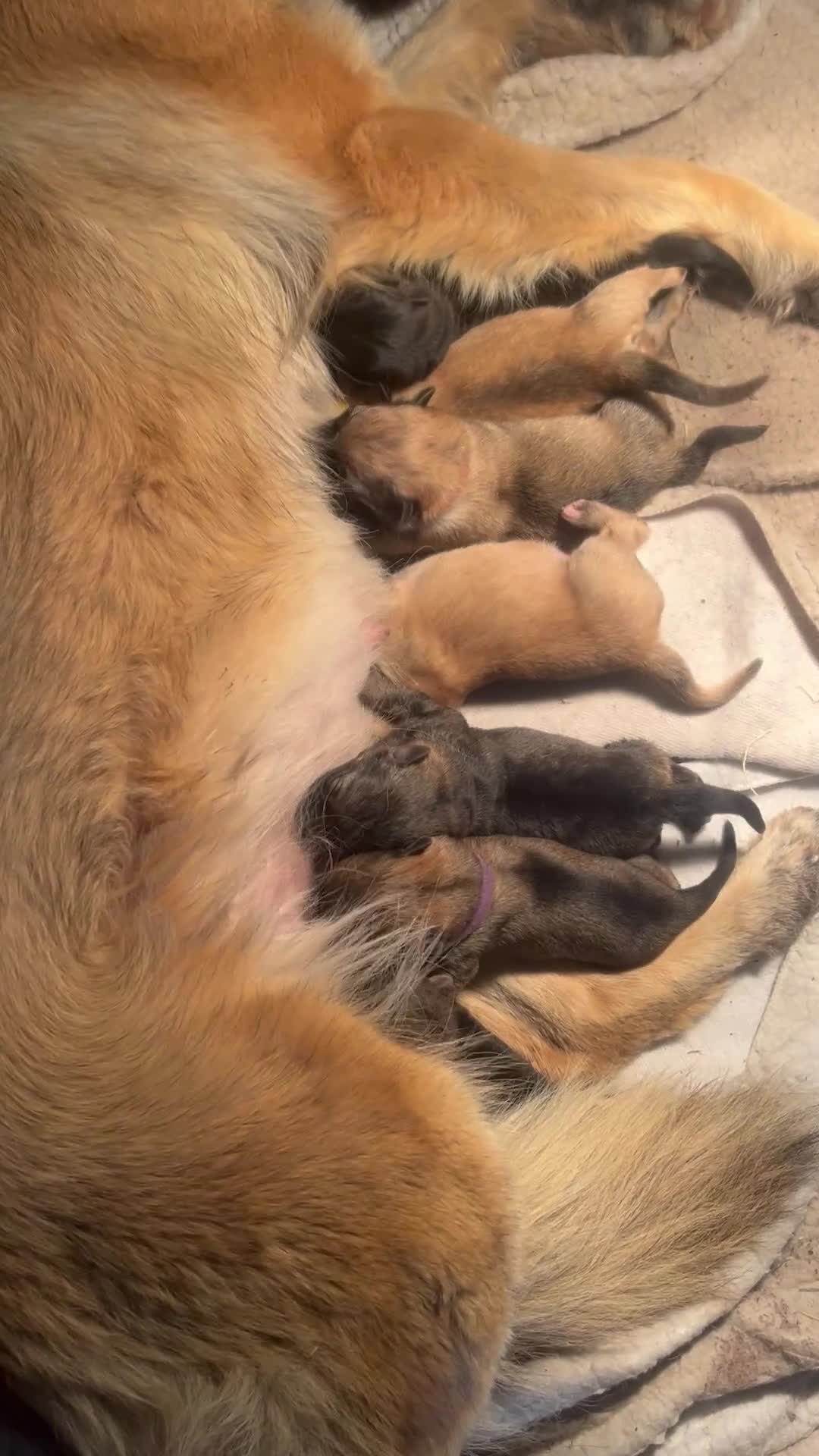 German Shepherd dogs for sale: German Shepherd pups - Video 1