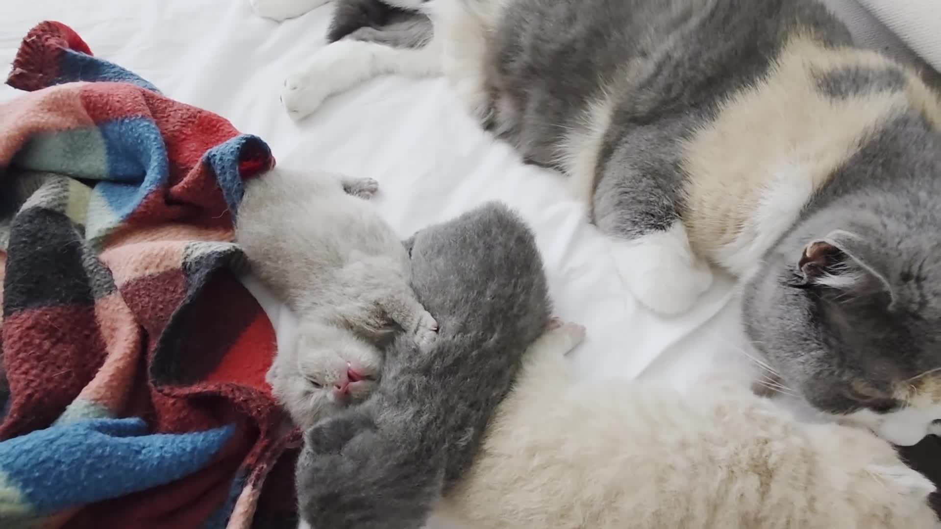 British Shorthair cats for sale: Excellent Quality BSH kittens for Reservation - Video 2