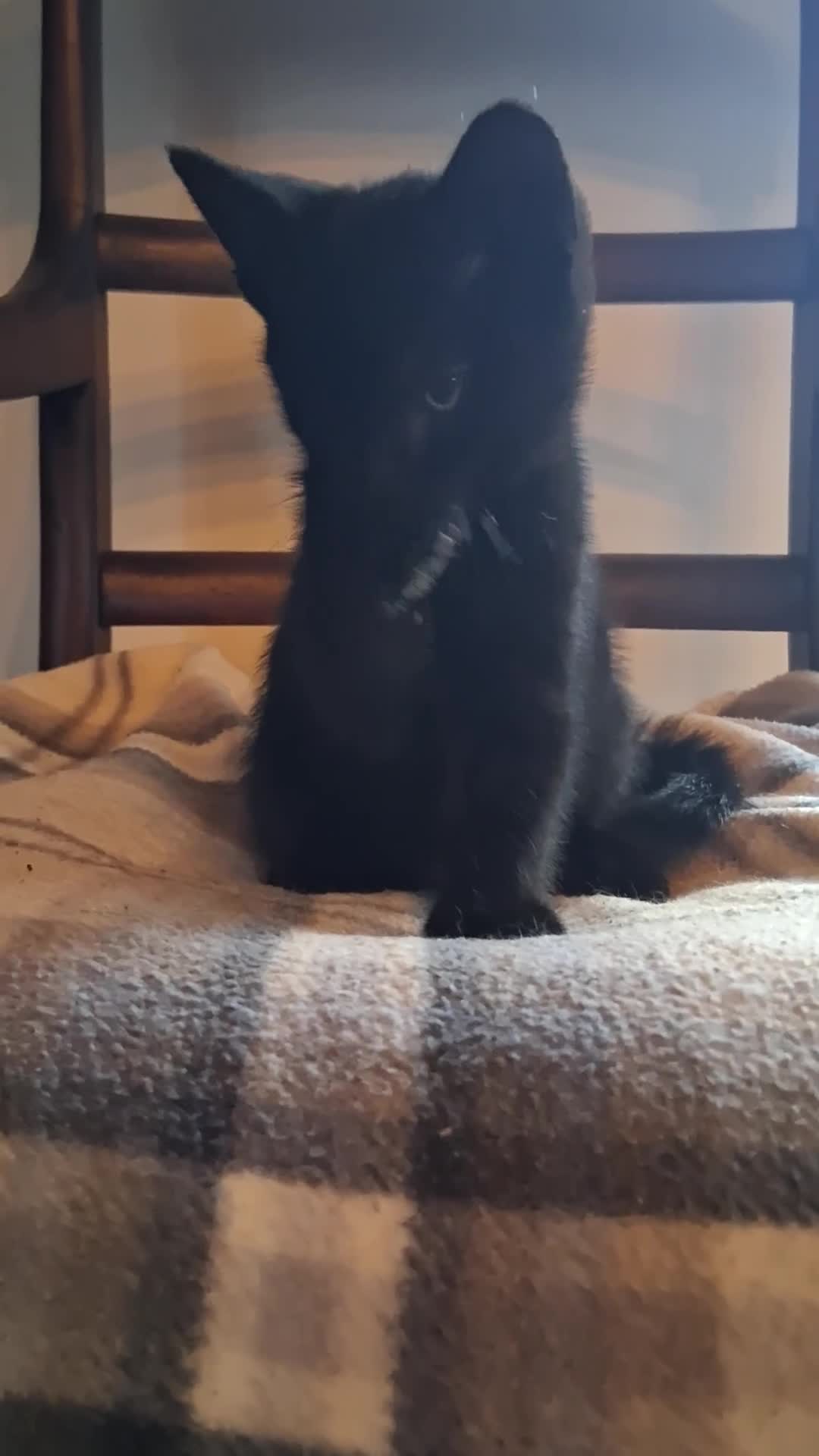Mixed Breed cats for sale: Gorgeous Chunky Kittens  - Video 4