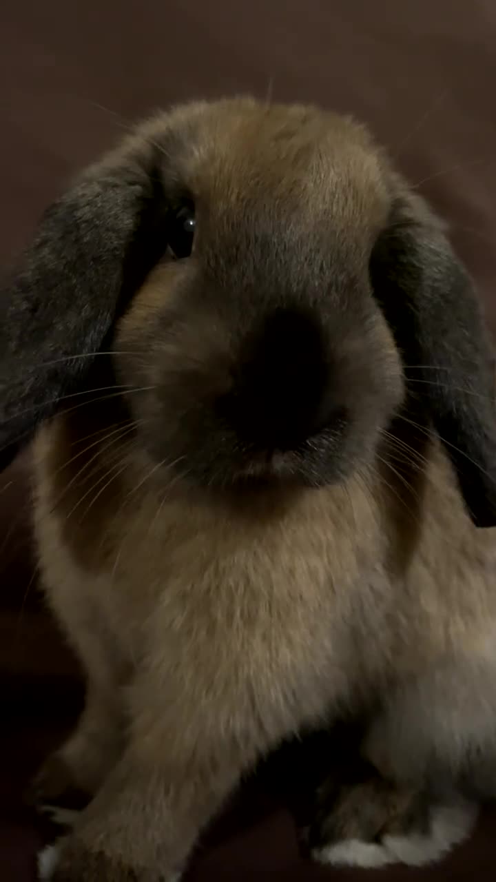 Mini Lop rabbits for sale: Meet Nyllah – Our Sweet Mini Lop Girl  - Video 1
