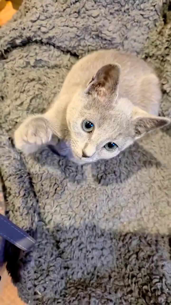 Russian Blue cats for sale: RB PERIGREE, LAST GIRL  N.LONDON  - Video 1