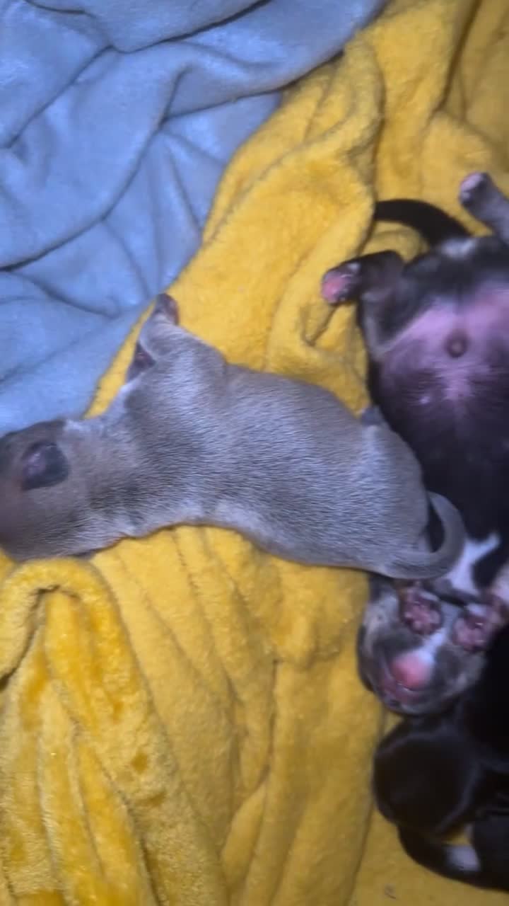 Chihuahua dogs for sale: Chihuahua pups in Newport - Video 1