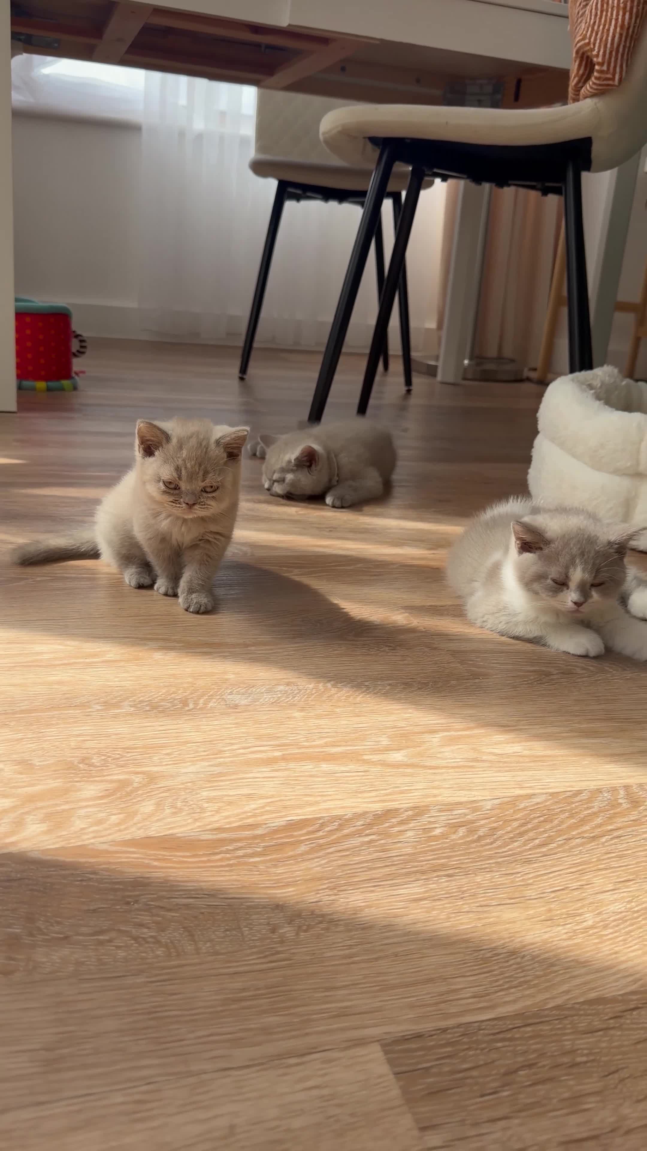 British Shorthair cats for sale: Luxury British Shorthair Kittens–Beautiful Lilac🤍 - Video 1