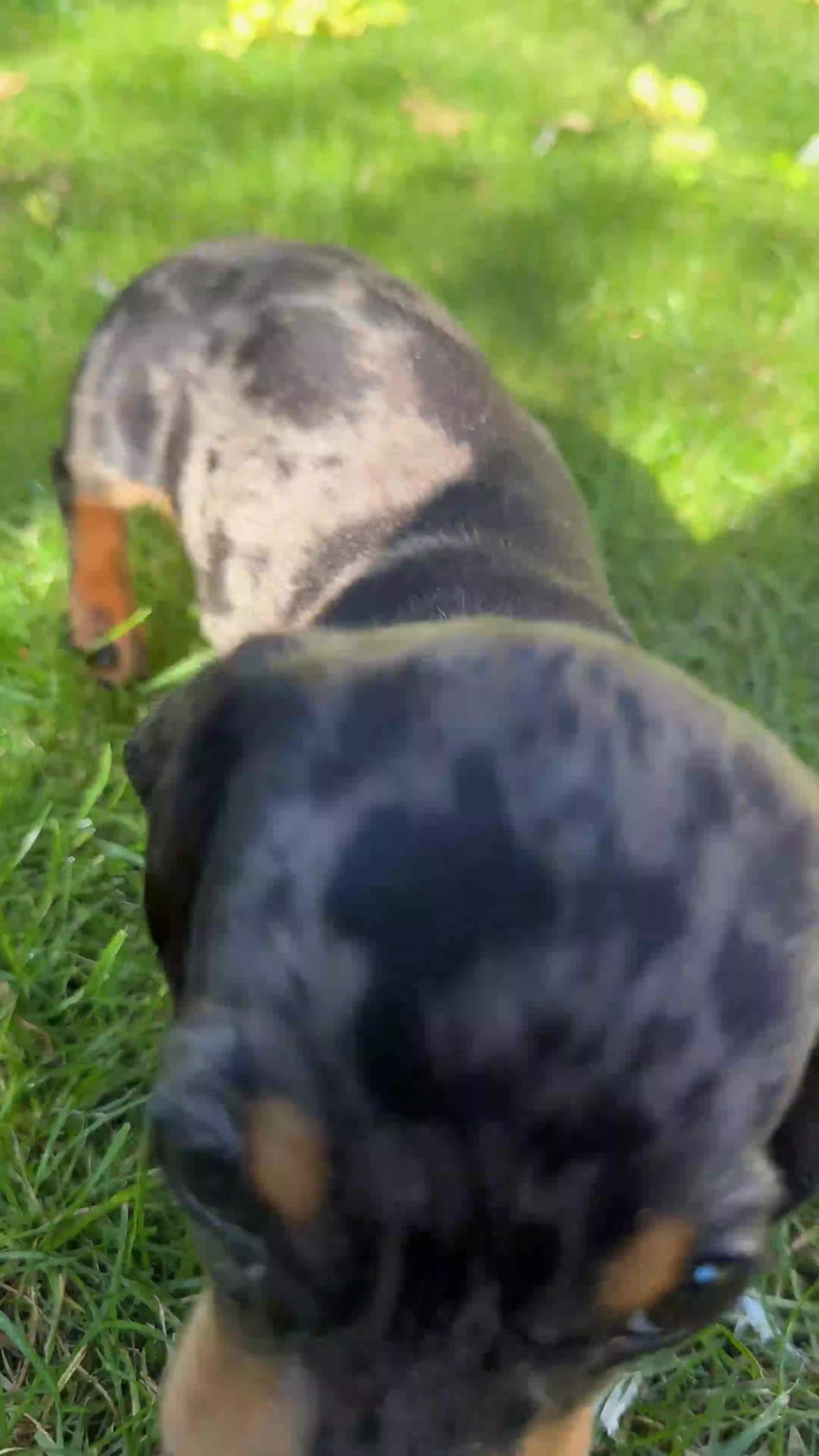 Miniature Dachshund dogs for sale: Miniature Dachshund  - Video 1