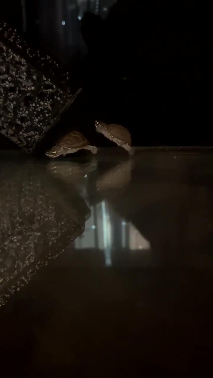 Turtle reptiles for sale: Two musk turtles  - Video 1